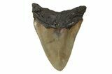 Serrated, Fossil Megalodon Tooth - North Carolina #245878-2
